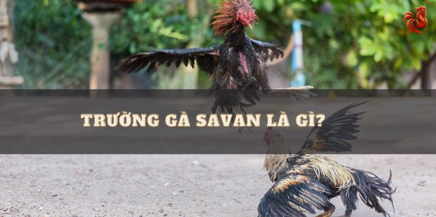 Hướng dẫn xem trường gà savan trực tiếp hôm nay