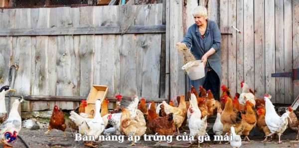 Dấu hiệu gà đòi ấp trứng? Hướng dẫn chi tiết cho người mới