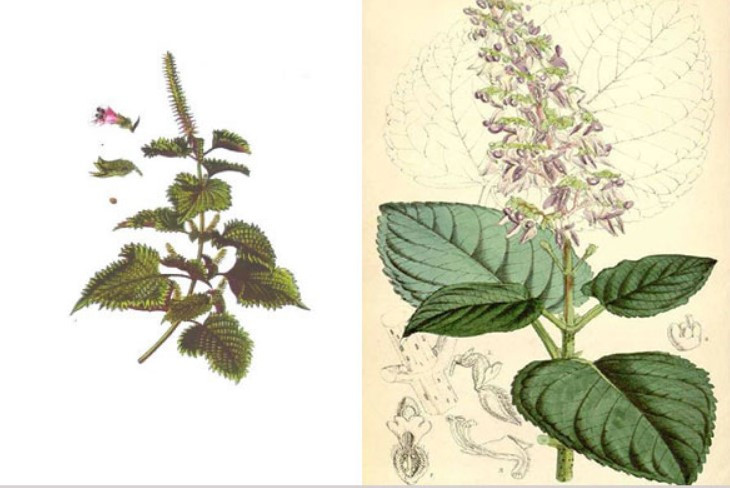 Lá tía tô và những công dụng bất ngờ đối với Gymer