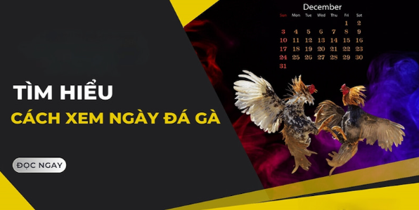 Cách Xem Ngày Đá Gà Chính Xác Để Dễ Dàng Giành Chiến Thắng