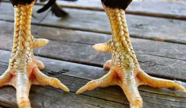 Vảy Gà Xiên Đao - Mẹo Chọn Chiến Kê Có Vảy Xiên Đao Chuẩn