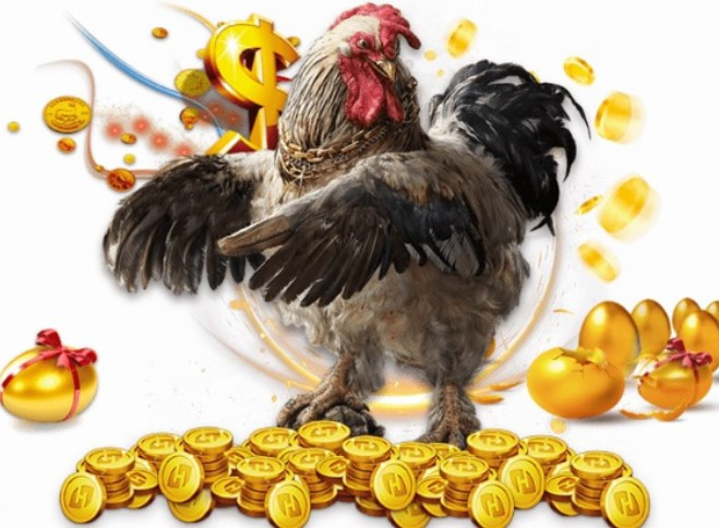 Đá gà đòn trực tiếp Thomo có gì hấp dẫn?