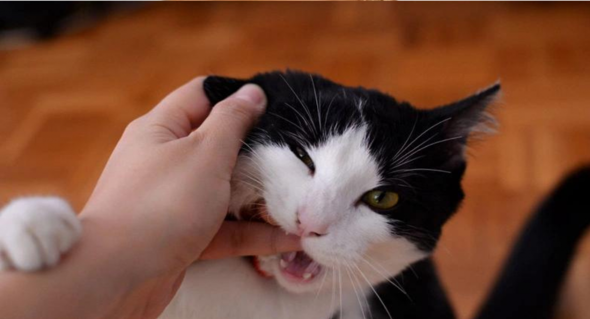 Bị mèo cắn nhẹ có sao không? Lưu ý những điều sau để không bị phát dại
