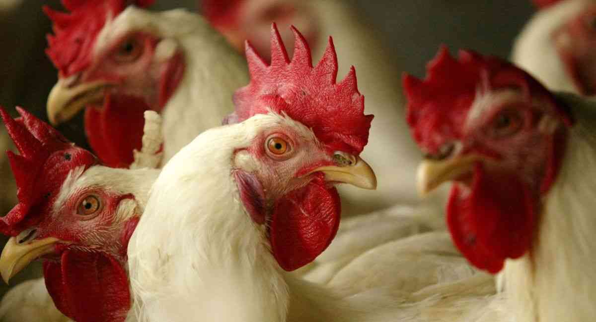 Cách chữa gà bị khò khè dân gian triệt để 100% bằng nguyên liệu tự nhiên, dễ tìm