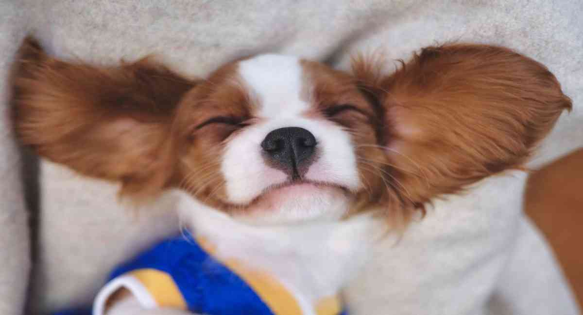 50 cái tên đặt tên cho chó bằng tiếng Việt độc lạ có một không hai