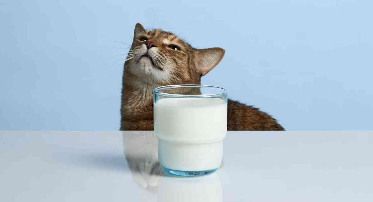 Có nên cho mèo uống sữa của người? Lời cảnh tỉnh về thứ đe doạ boss yêu của bạn