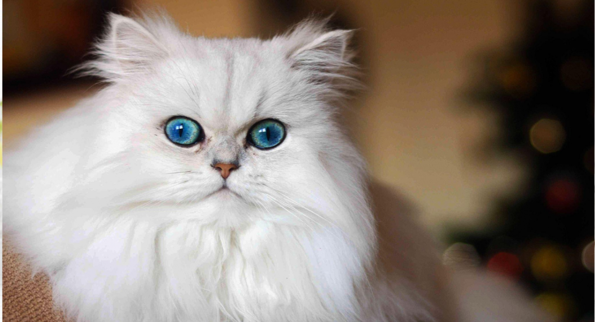 Mèo trắng mắt xanh giá bao nhiêu? Lưu ý trước khi mua mèo trắng mắt xanh